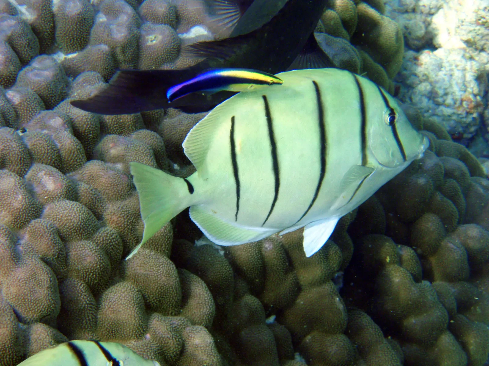 Convict tang