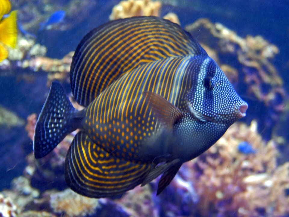 Desjardini tang