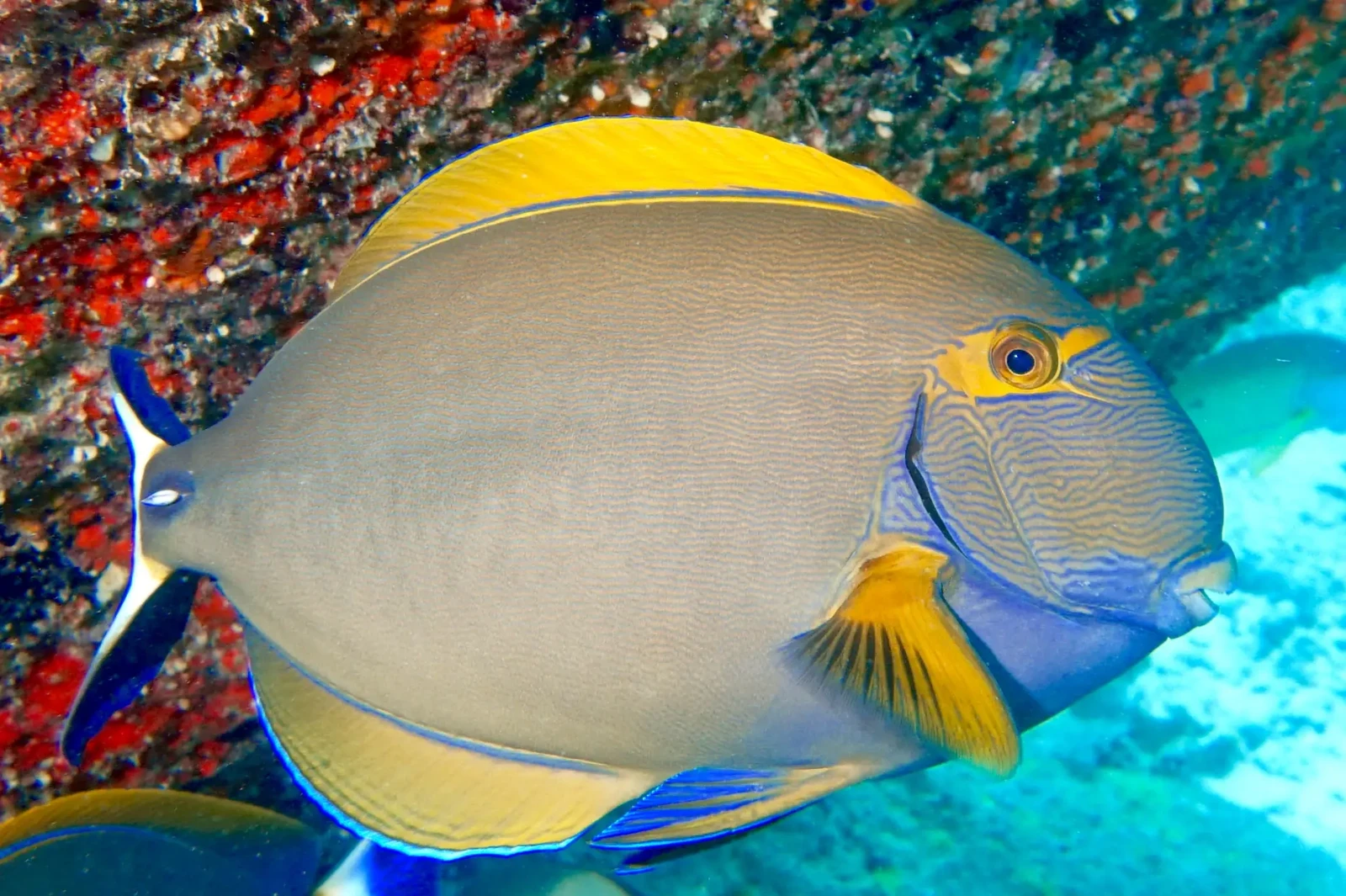 Dussumieri tang
