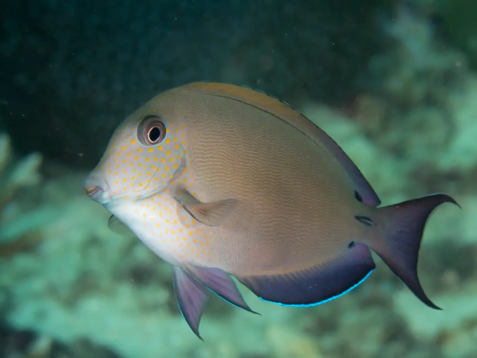 Lavender tang