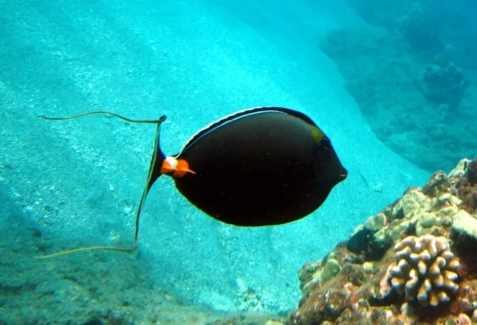 Naso tang
