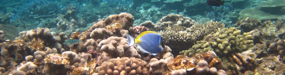 Powder blue tang