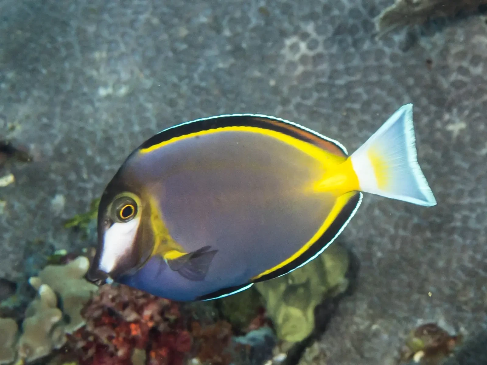 Powder brown tang