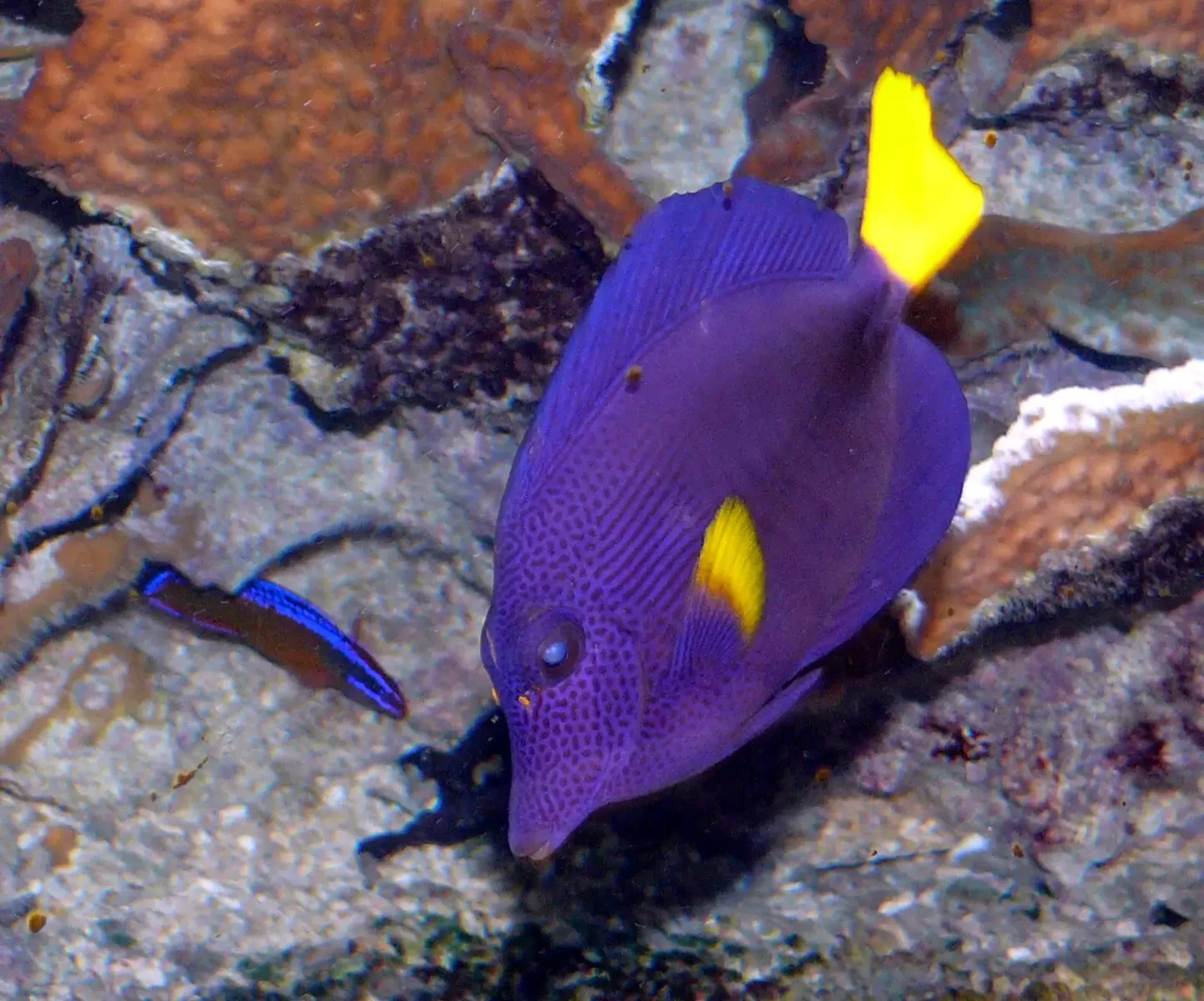 Purple tang