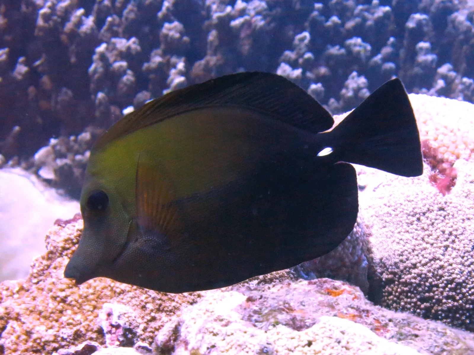 Scopas tang