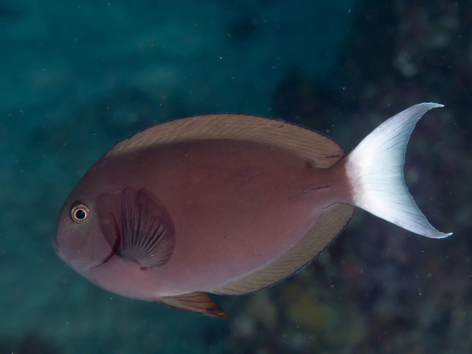 Thompson's surgeonfish