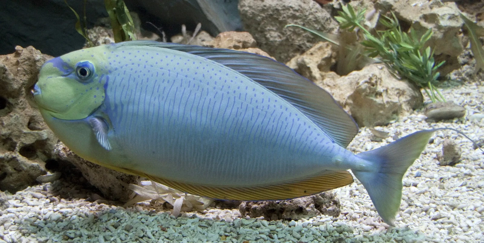 Vlamingi tang