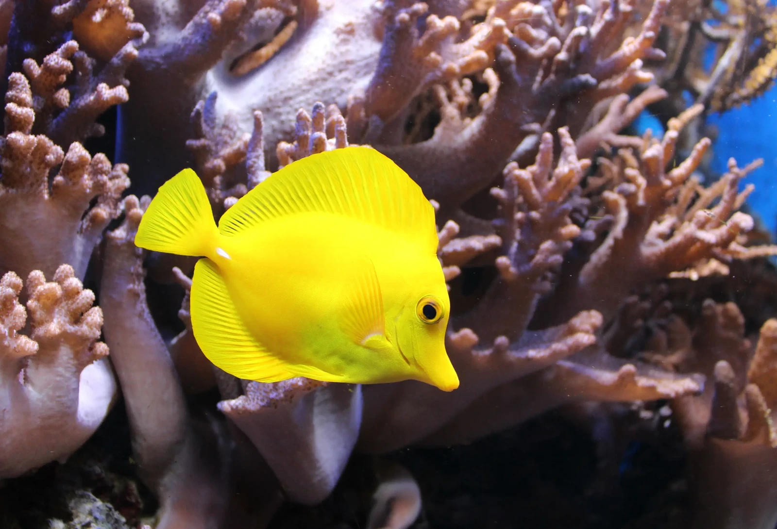 Yellow tang