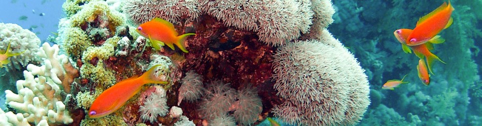 Lyretail anthias