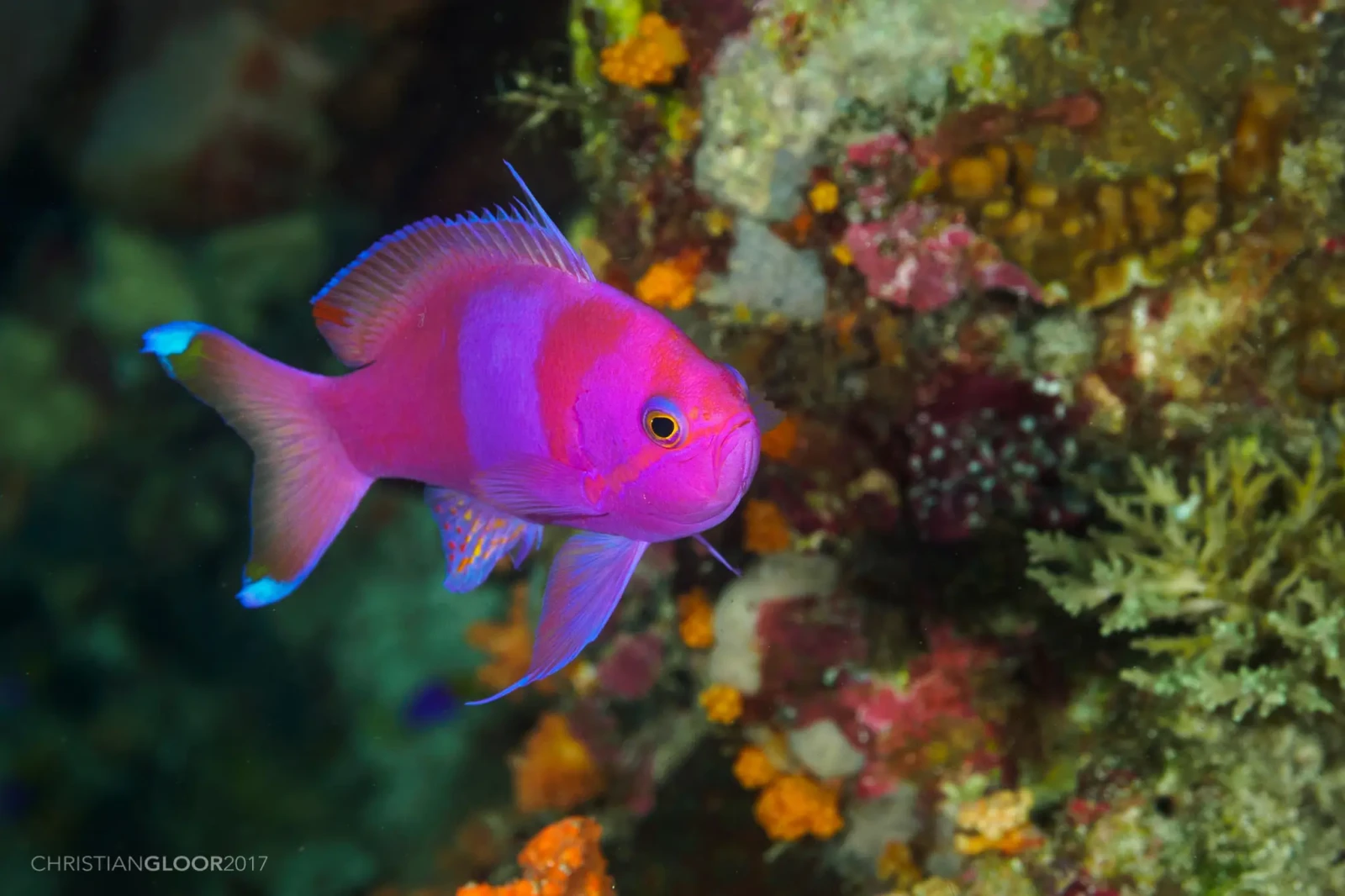 Squareback anthias