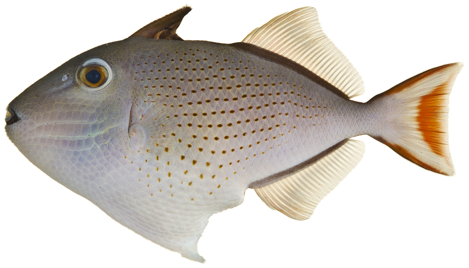 Sargassum trigger