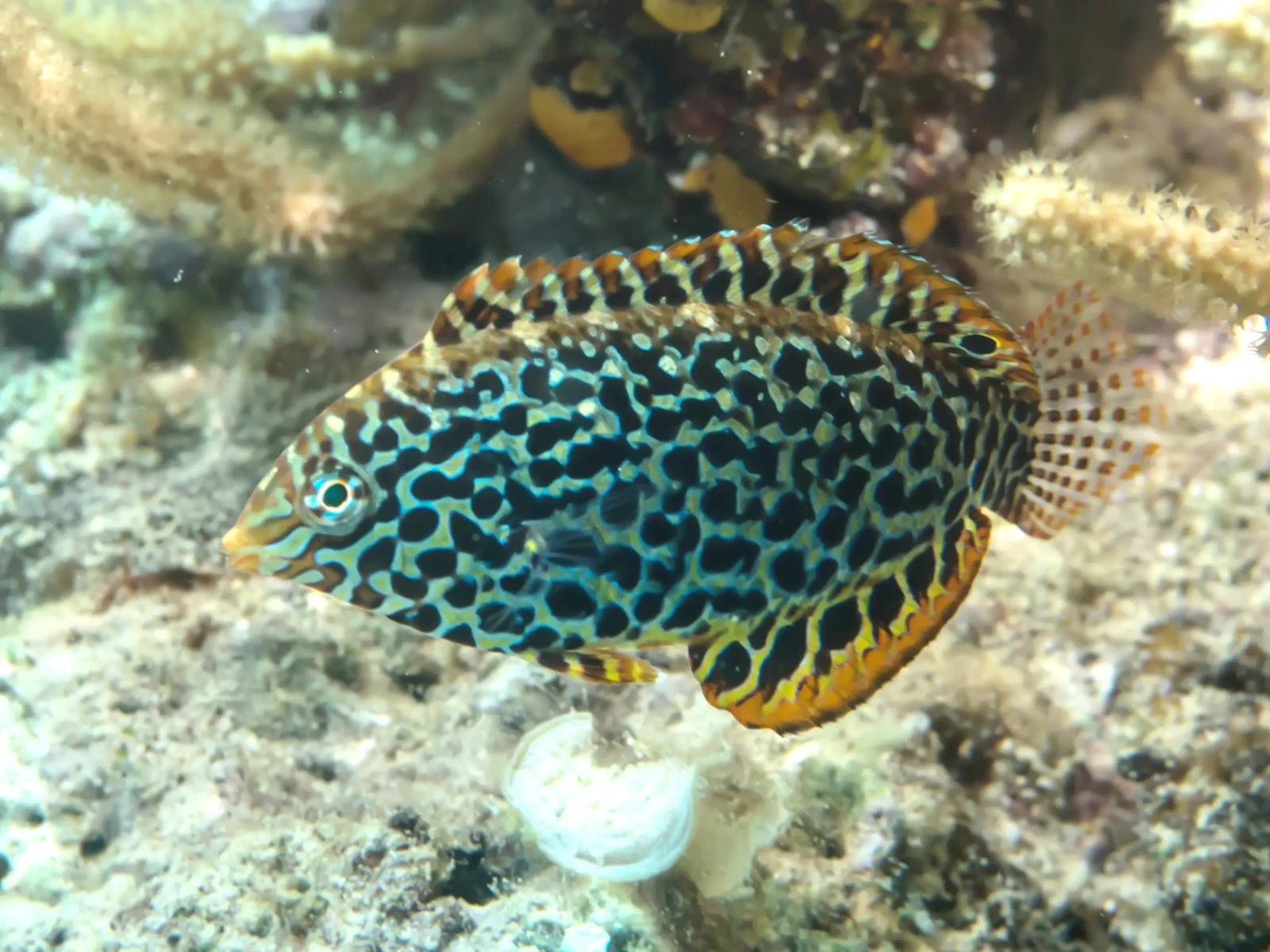 Leopard wrasse