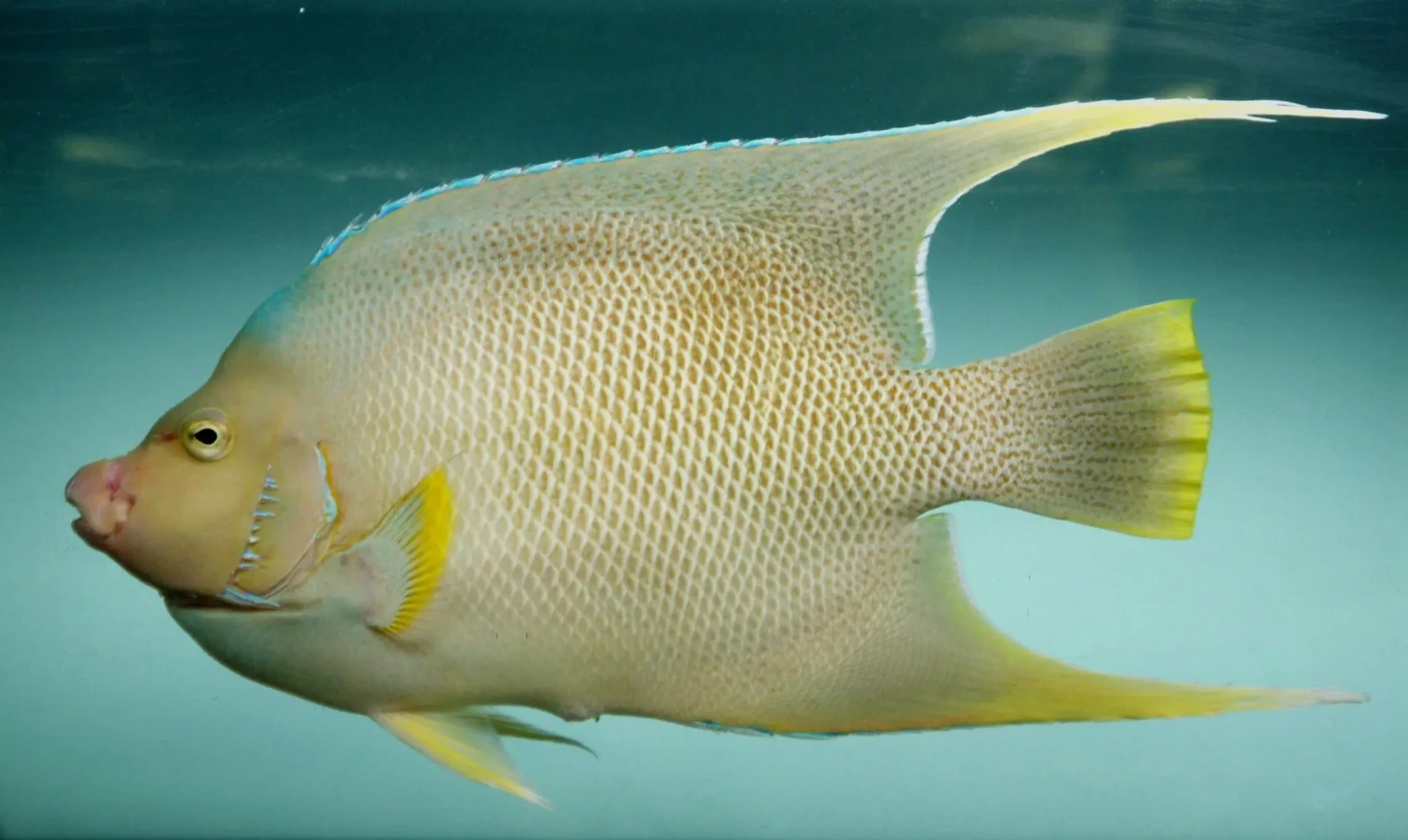 Blue angelfish