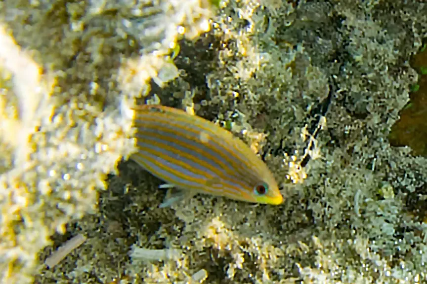 Six line wrasse