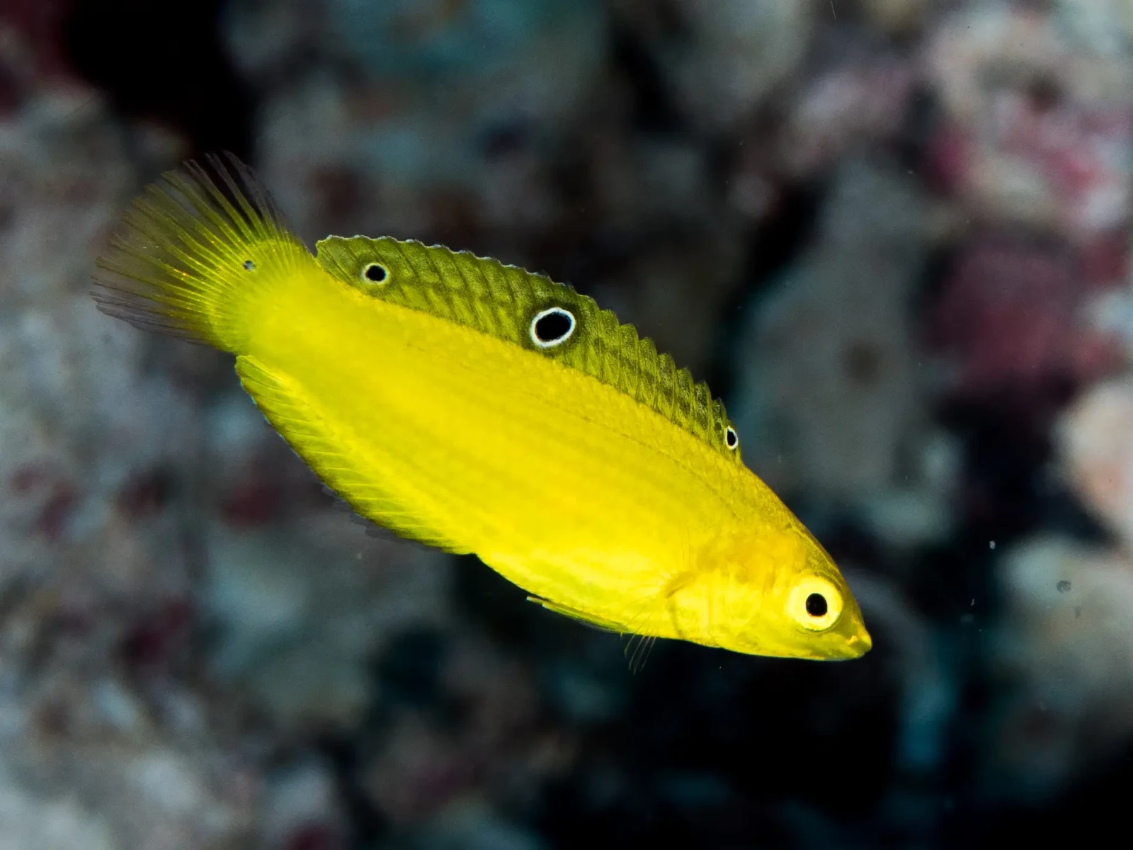 Yellow wrasse