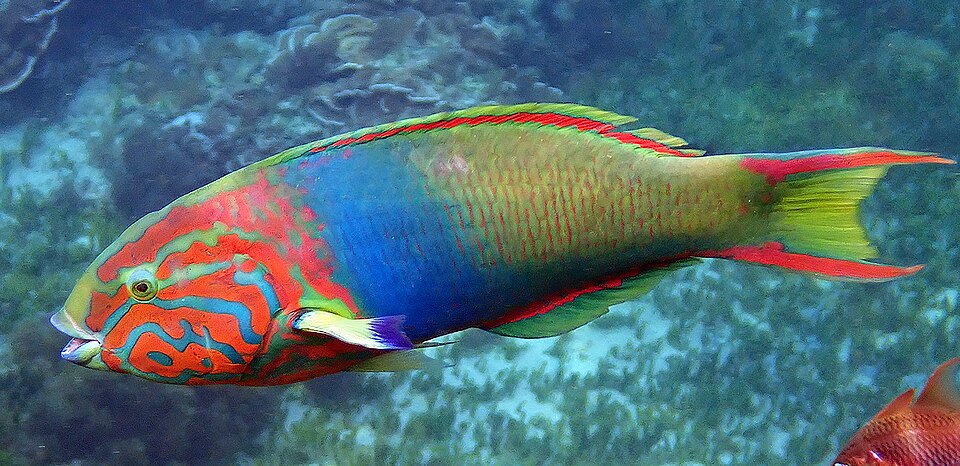 Banana wrasse