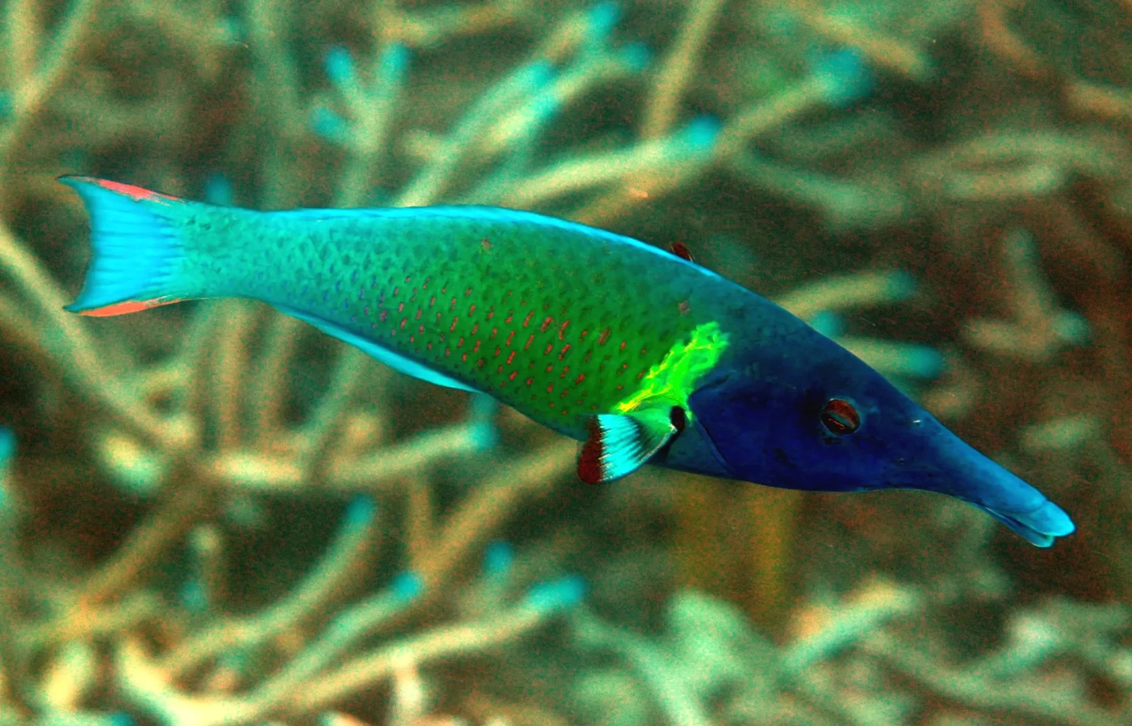 Bird wrasse