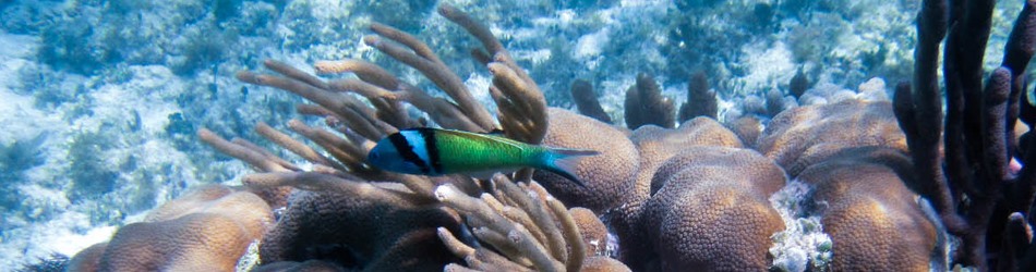 Bluehead wrasse