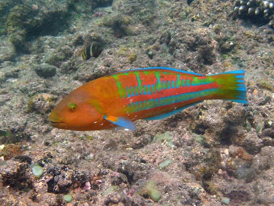 Christmas wrasse