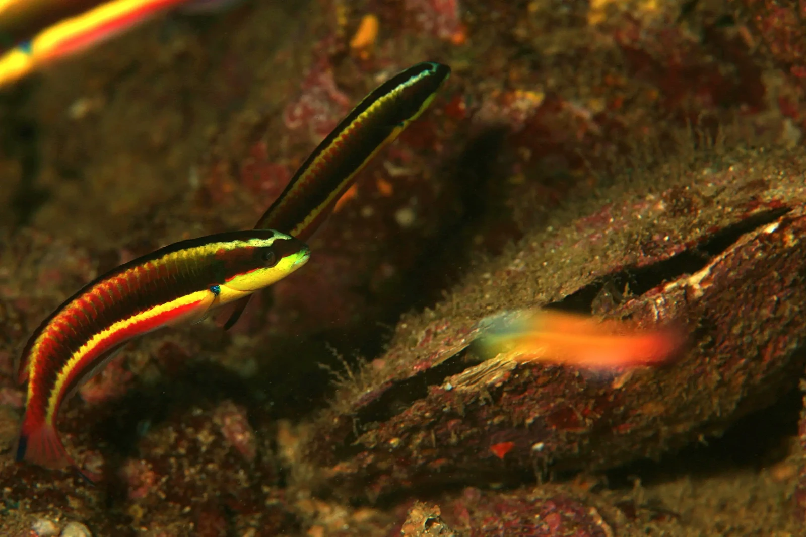 Cortez Rainbow wrasse