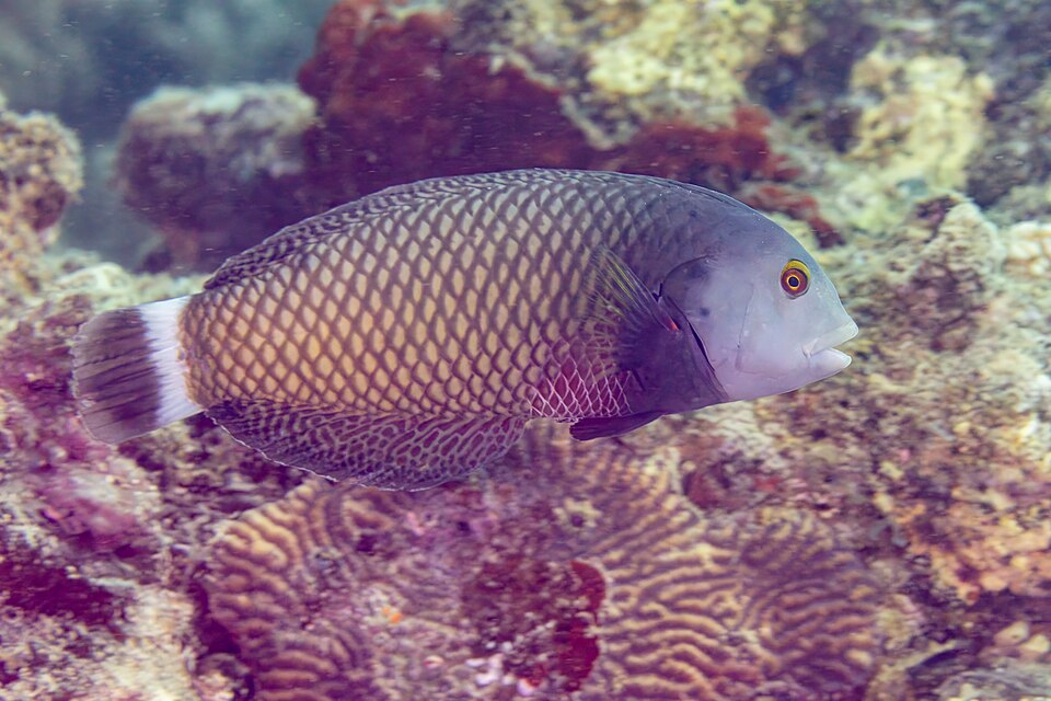 Dragon wrasse