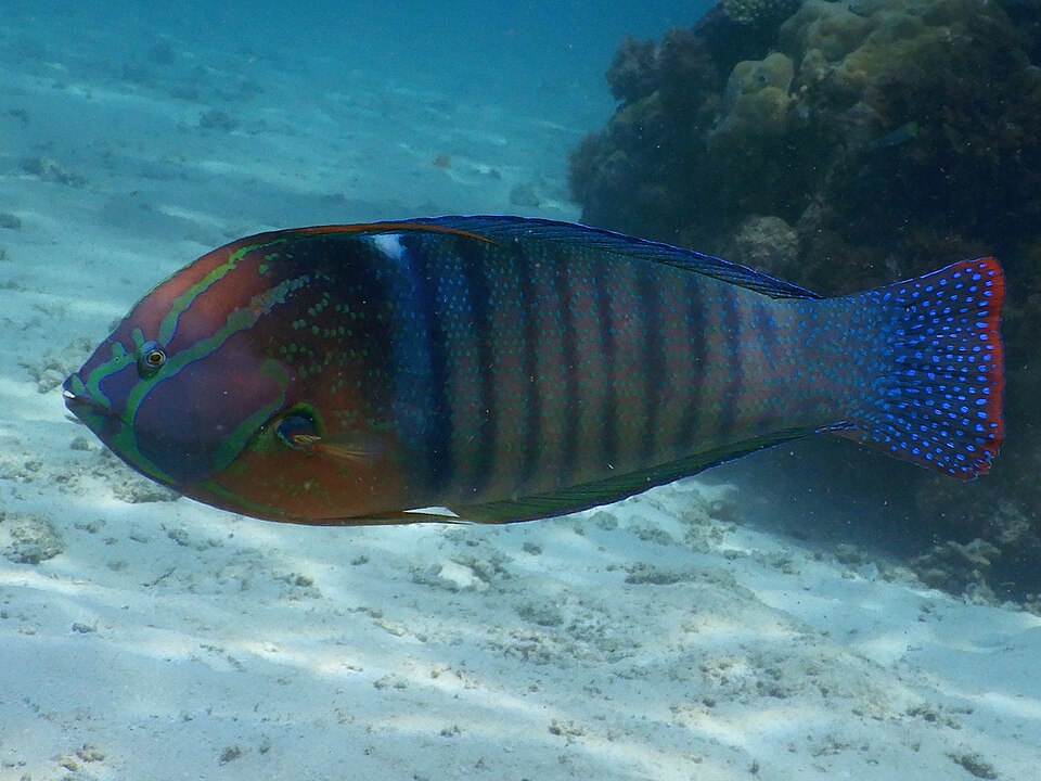 Formosa wrasse