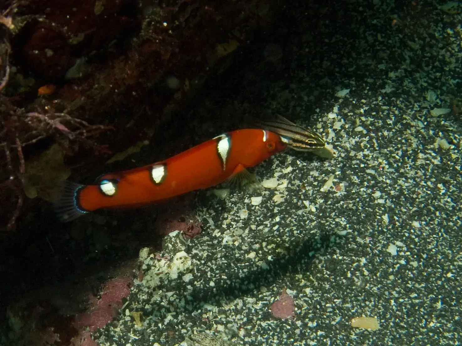 Red coris wrasse