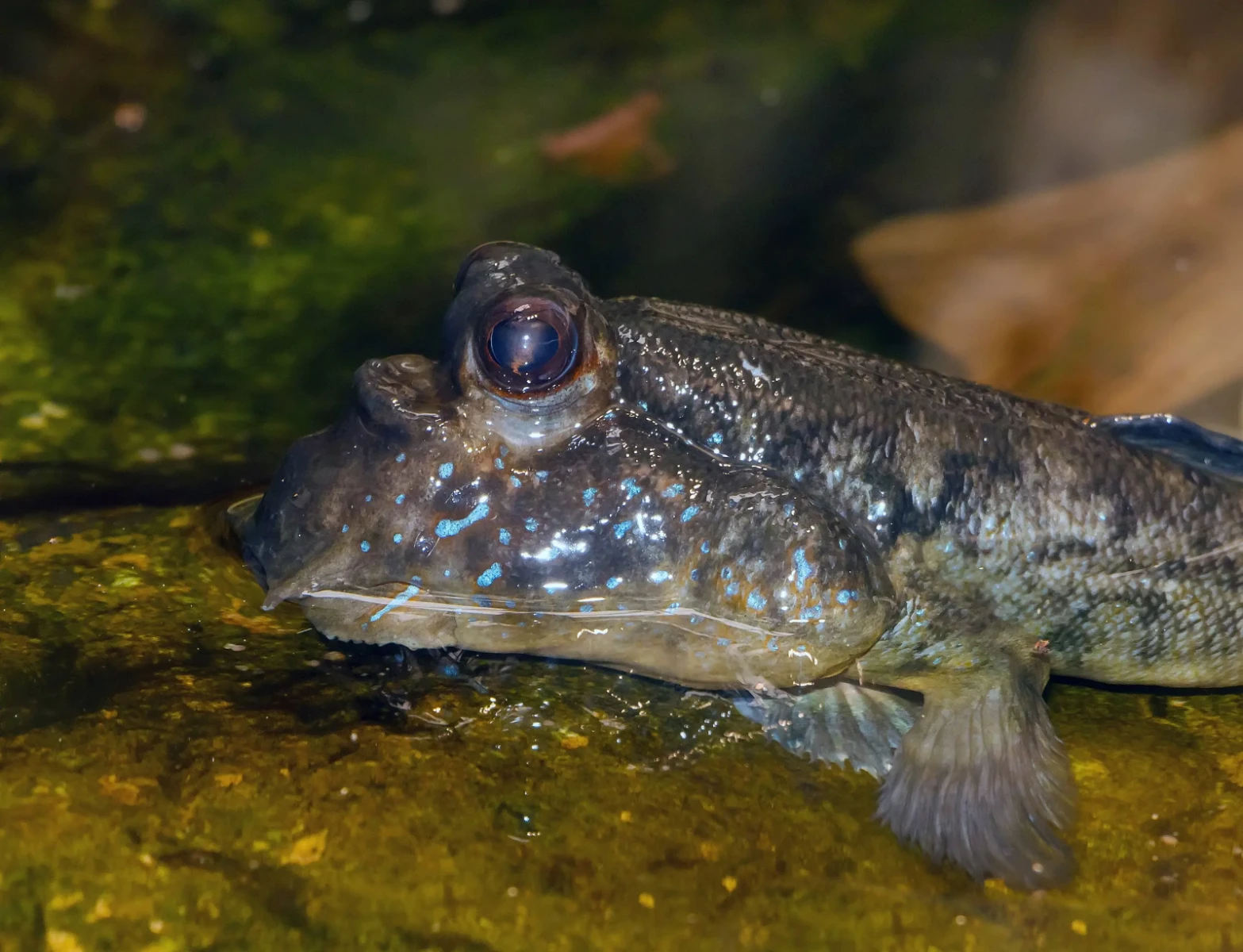 Atlantic Mudskipper
