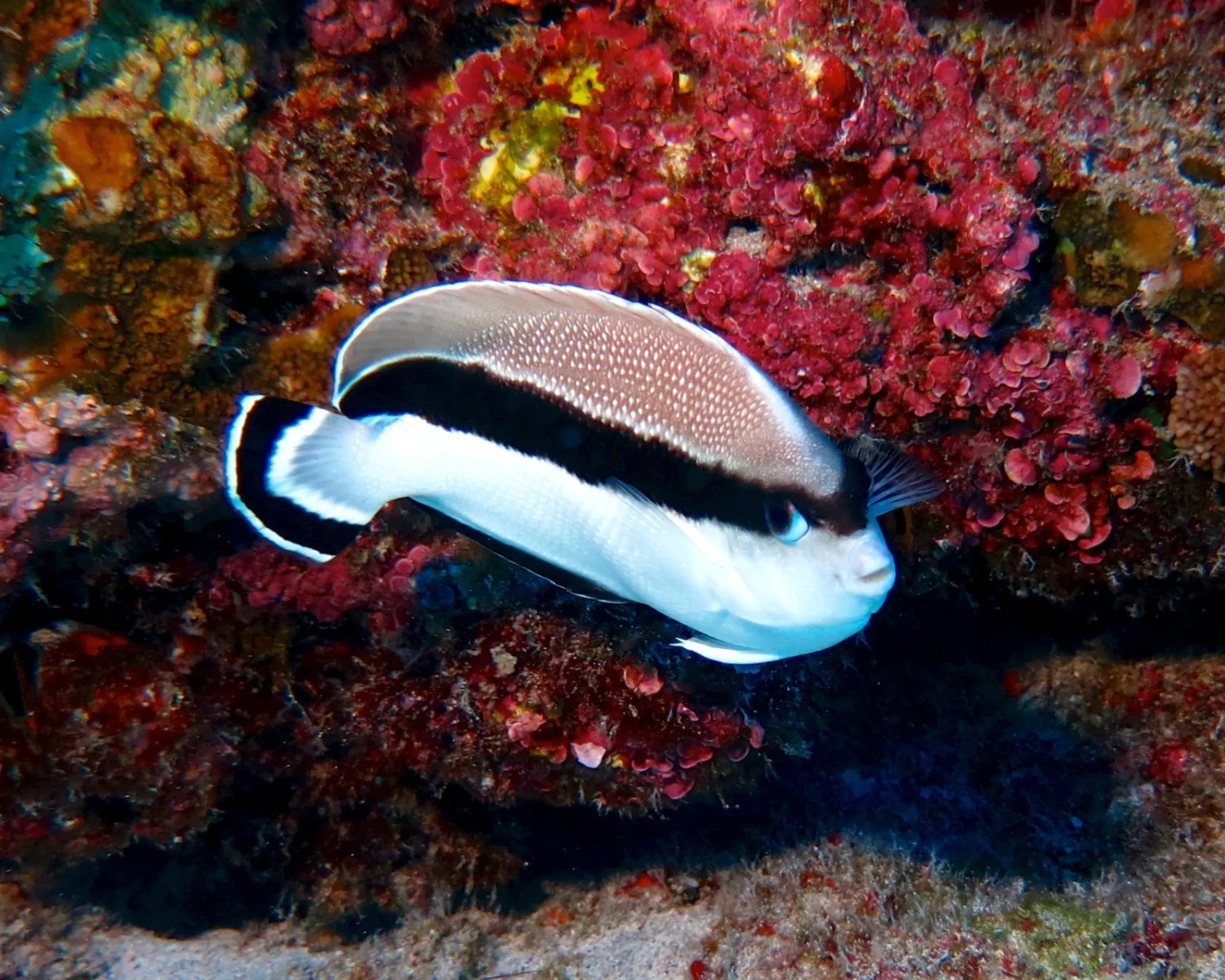 Banded Angelfish