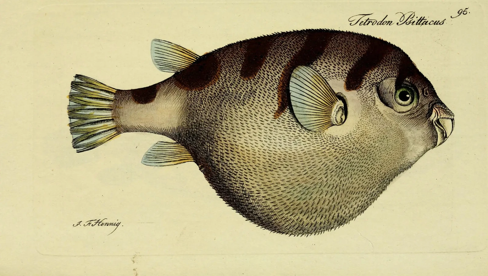 Banded Puffer