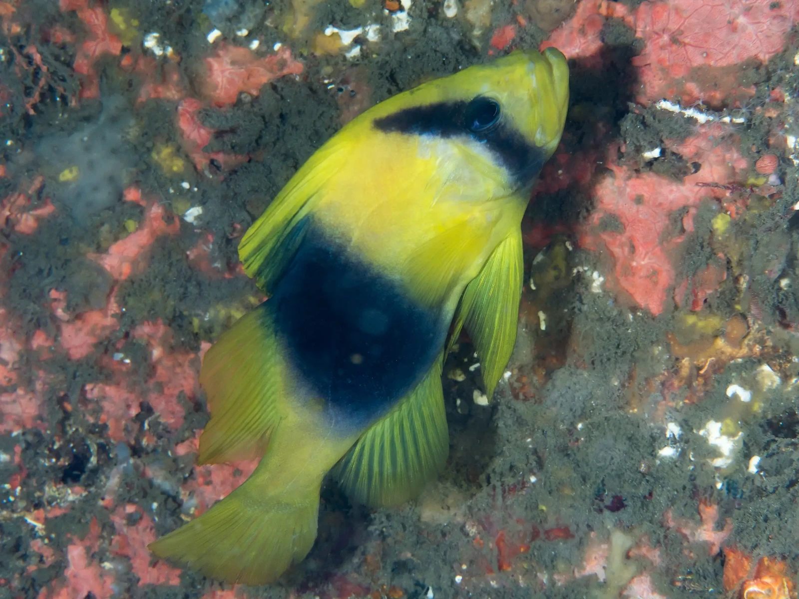 Two-Banded Soapfish