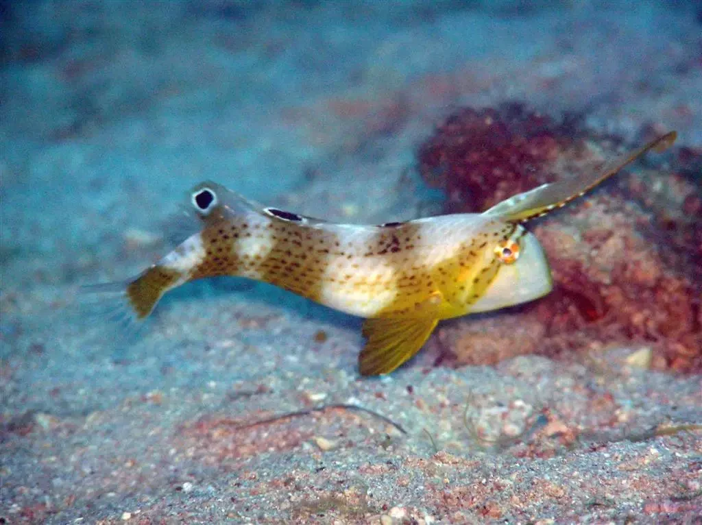 Peacock Wrasse