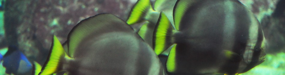 Dusky batfish