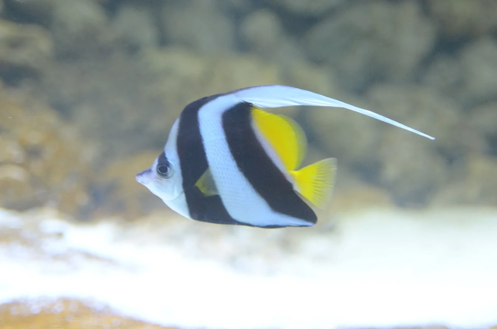 Pennant Coralfish