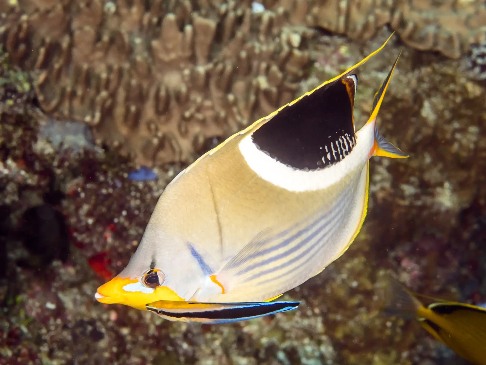Saddle Butterflyfish