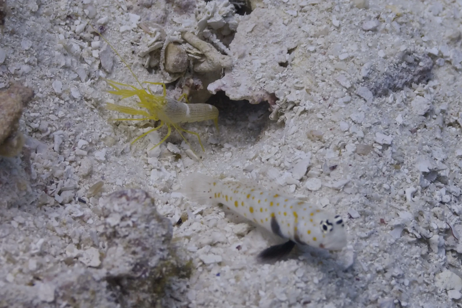 Spotted Prawn Goby