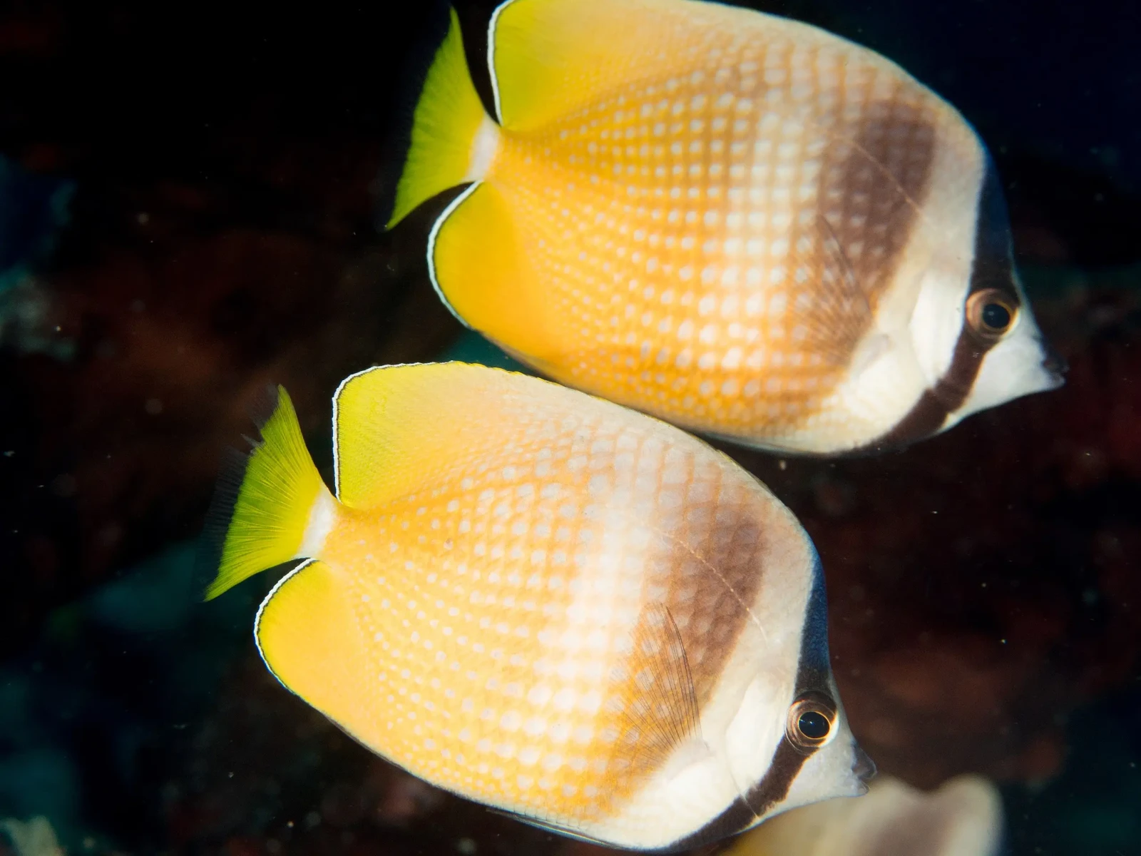 Sunburst Butterflyfish