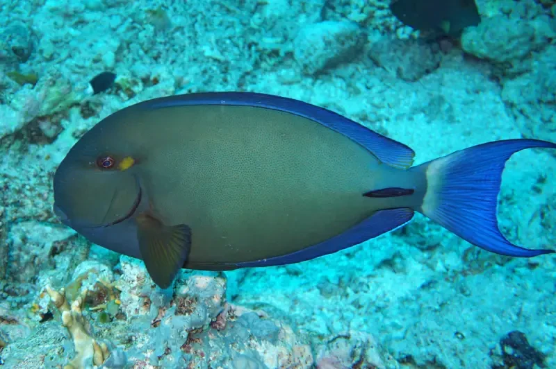 Blochii Tang