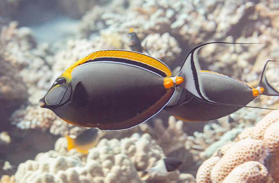 Blonde Orangespine Unicornfish