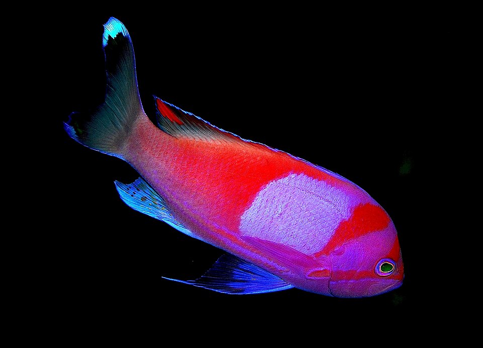 Yellow Lined Anthias