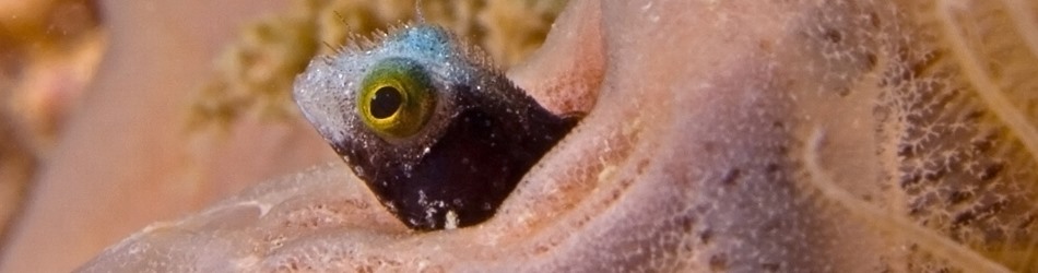 Spinyhead blenny