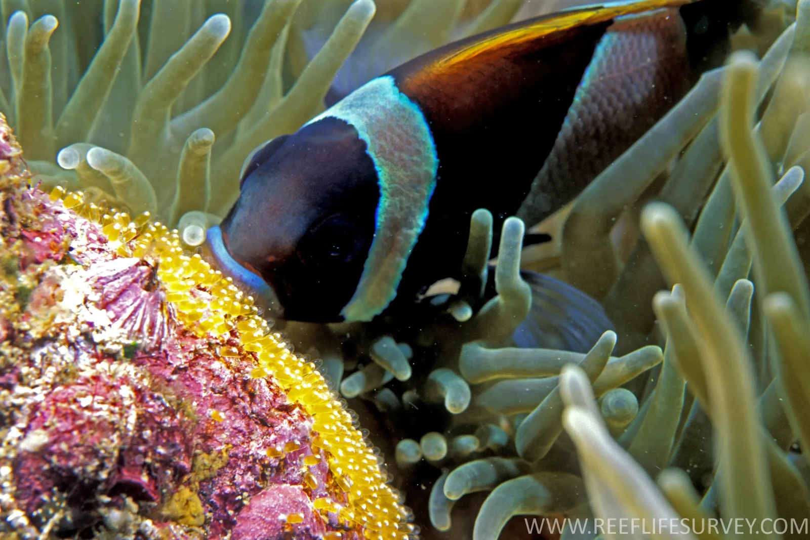 Wide-Band Anemonefish