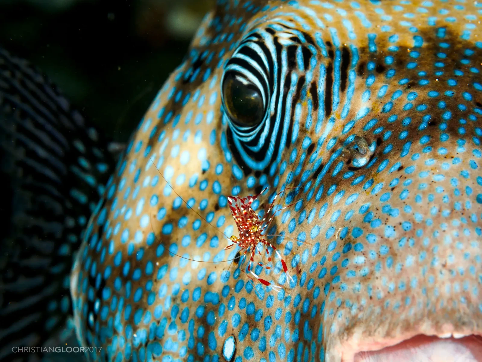 Blue-Spotted Puffer