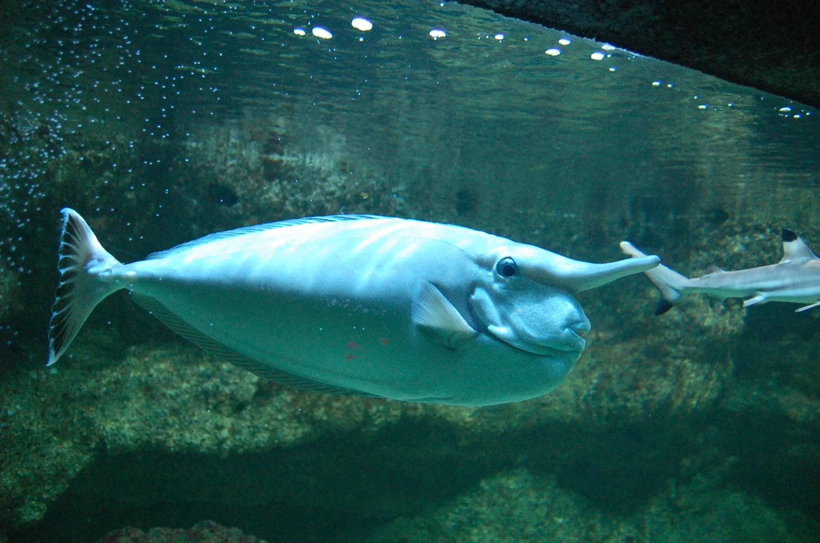 Whitemargin Unicornfish