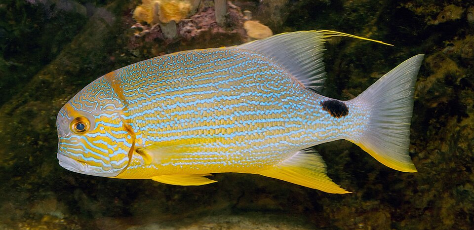 Threadfin Snapper