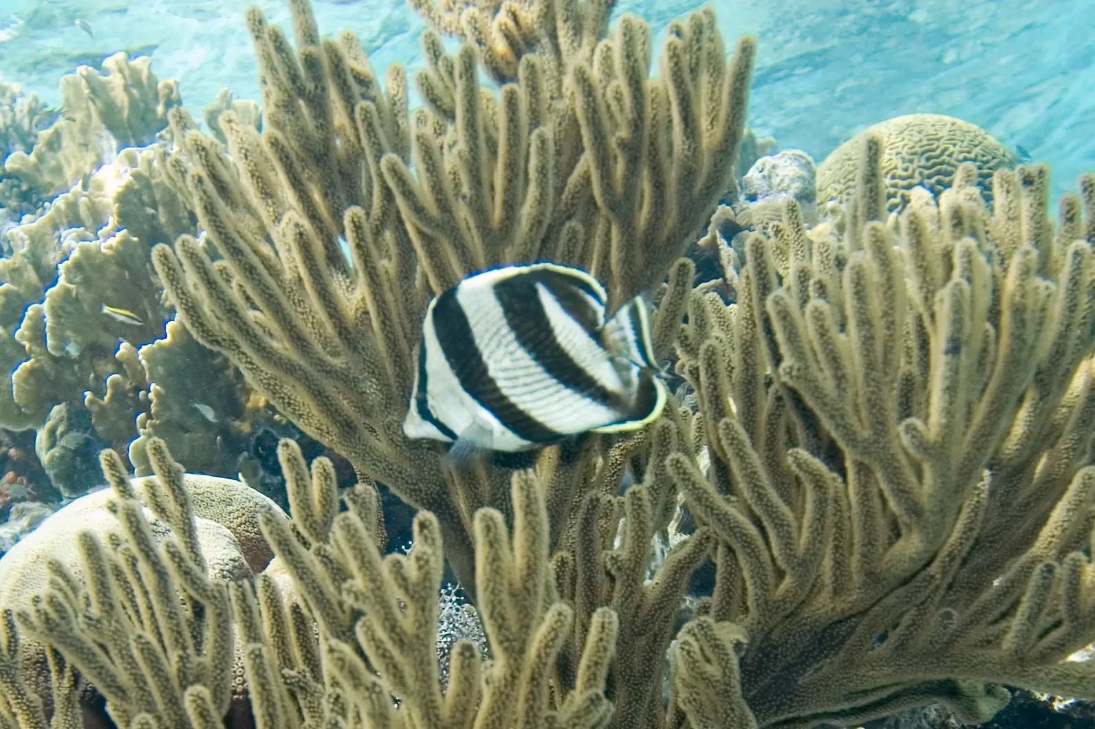 Banded Butterflyfish