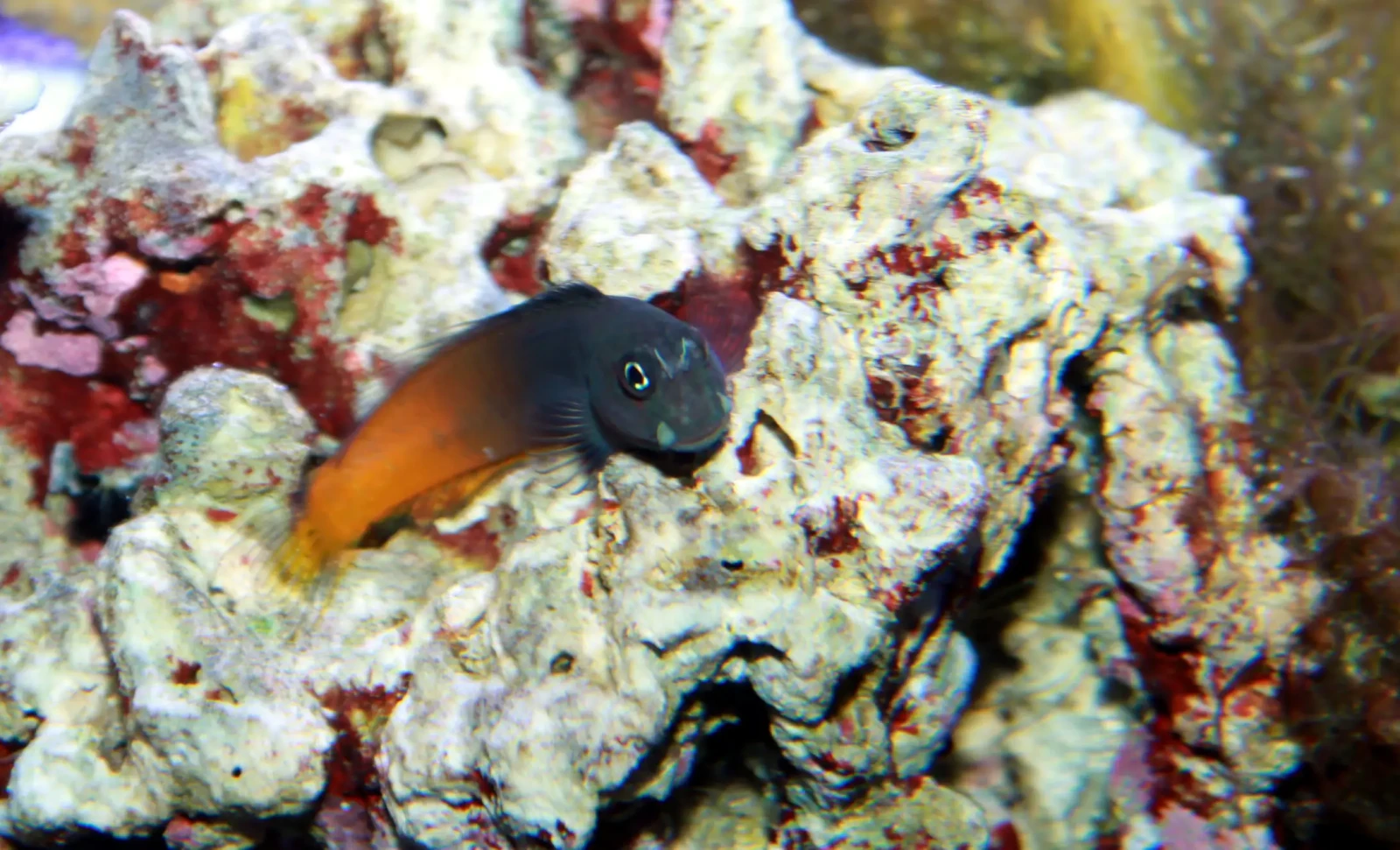 Bicolor blenny