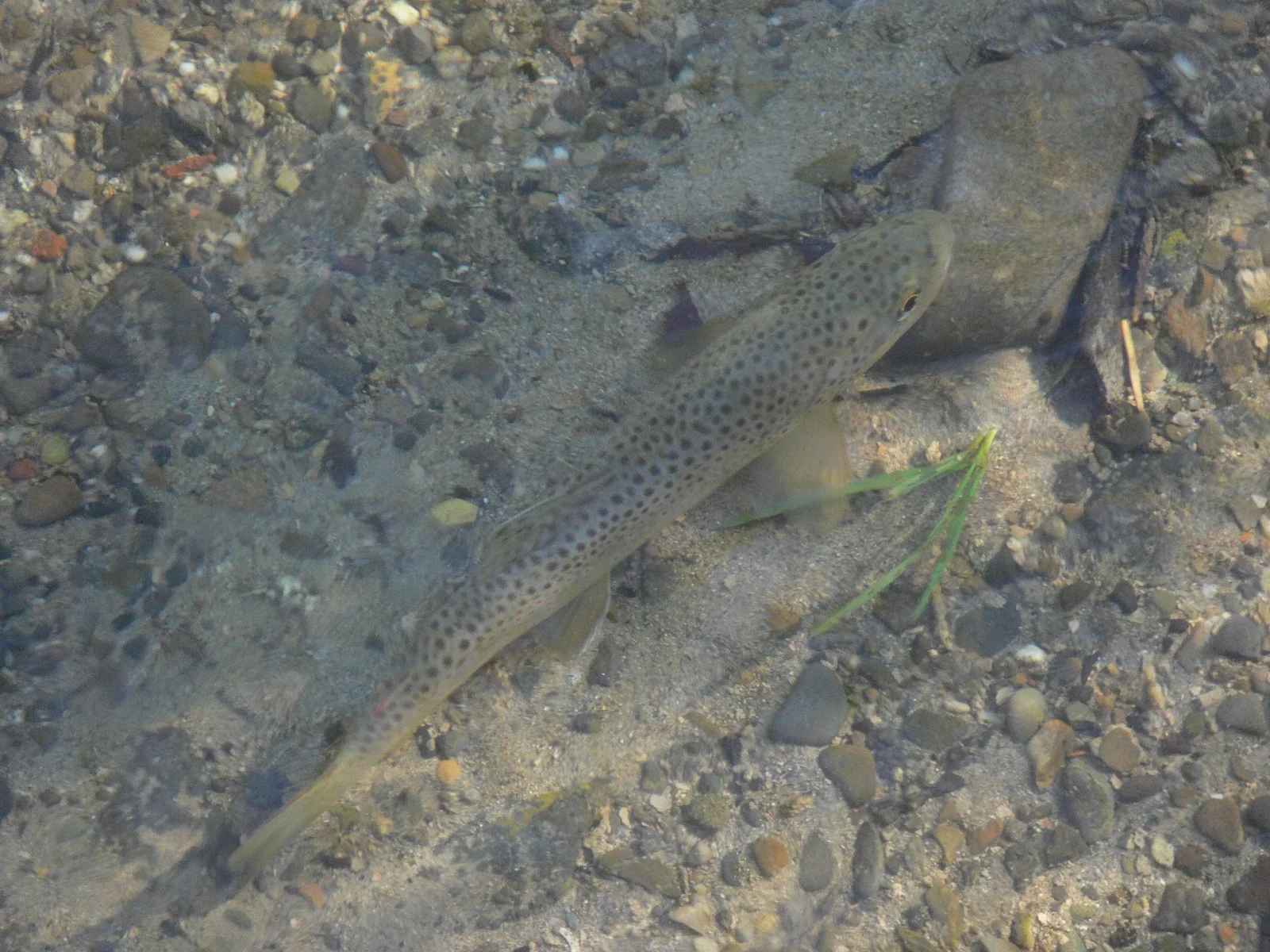 Brown Trout