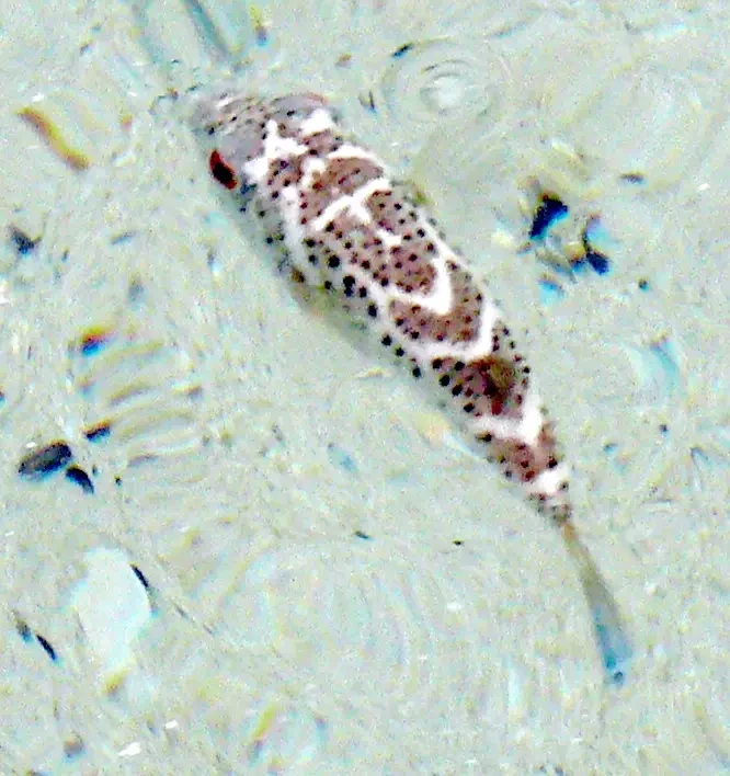 Bullseye Puffer