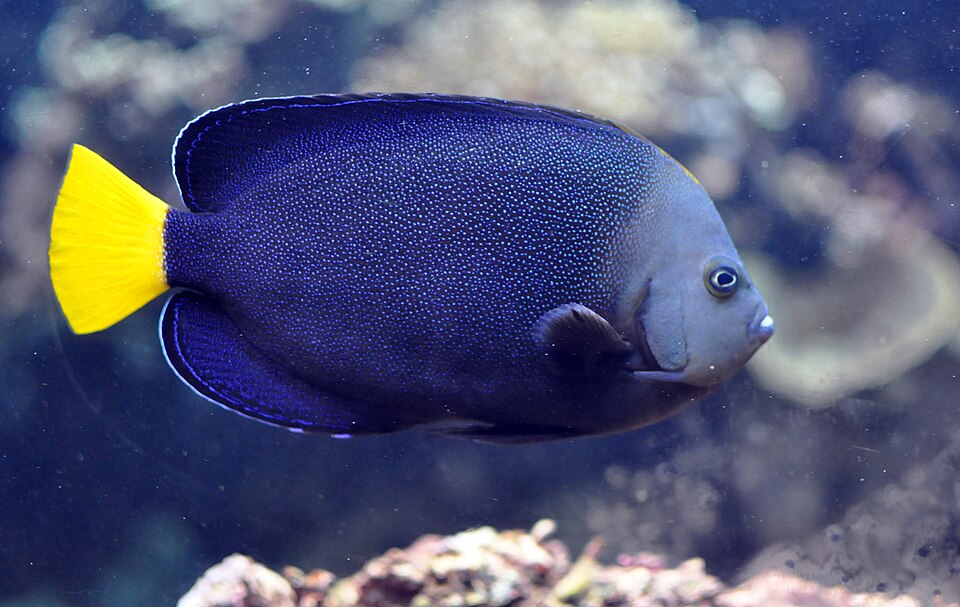 Bluespotted angelfish